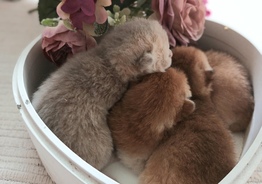 Шикарные британские котята золотая шиншилла