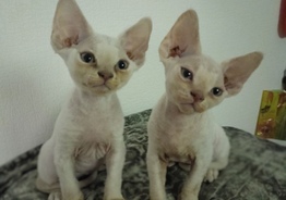Devon rex. Котята мальчики, 2.5.иес
