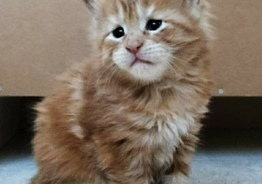 Продаются котята породы Мейн кун
