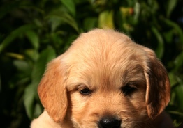 Golden retriever. Delivery