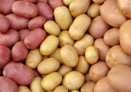 Продам картофель посевной 1 репродукции.