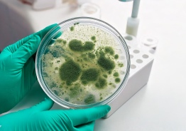 The BIOHOMEX company offers a complex ecological survey of your home