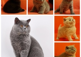 Британские короткошерстные котята