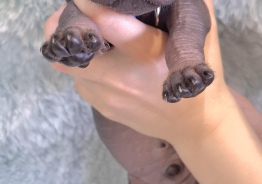 Naked Mexican puppies Xoloitzcuintle