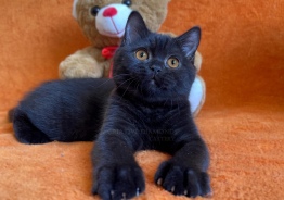 Британский котёнок