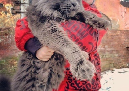 Котята мейн куны
