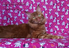 Котёнок мейн кун красный солид. Шоу класс