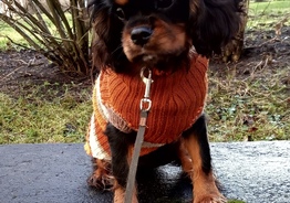 Cavalier King Charles spaniel