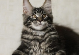 Классный котик мейн кун