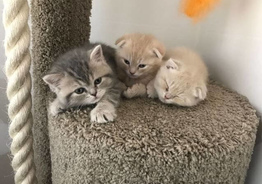 Шотландскиие котят