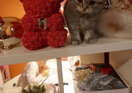 Кошечка шотландская вислаухая 