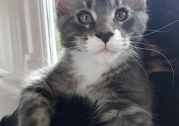 Котята Мейн Кунов 