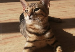 Бенгальский котенок