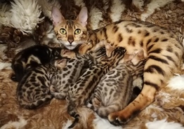 Котята 
