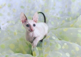 Котята Корниш - рекс