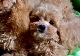 Щенок Babyface Maltipoo (мальчик)