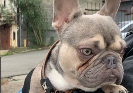 Французский бульдог (Fransız bulldog)