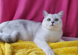 Британский кот серебристая шиншилла