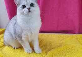 Британский кот Зевс серебристая шиншилла