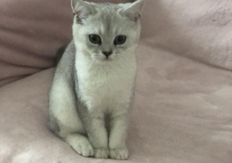 Прожада элитных британских котят в Чехии