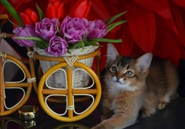 Сомалийские котята