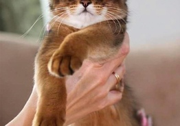 Сомалийские котята