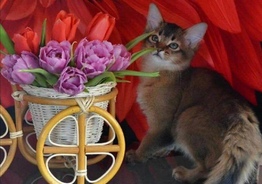 Сомалийские котята