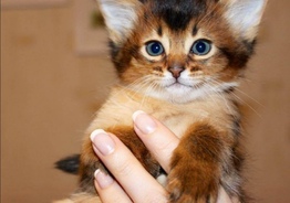 Сомалийские котята