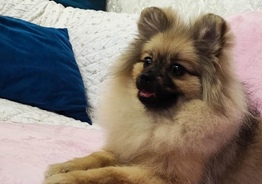 Померанский шпиц/Pomeranian spitz