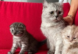 Шотландские котята, скотиш фолд, от элитных родителей. 
