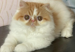 Котята порода Экзот.