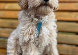 Maltipoo F1 standart / Мальтипу Ф1 стандарт