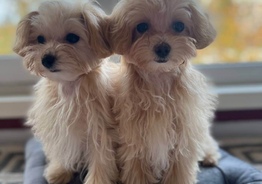 Maltipoo F1 super mini / Мальтипу Ф1 супер мини